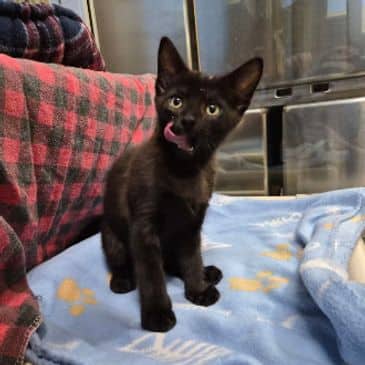 Pepper - Domestic Short Hair cat available for adoption at Bandaged Paws Animal Rescue Association in Calgary