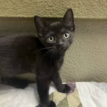 Pepper - Domestic Short Hair available for adoption