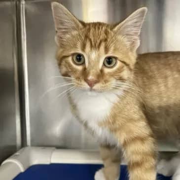 Pho - Domestic Short Hair cat available for adoption at Bandaged Paws Animal Rescue Association in Grande Prairie