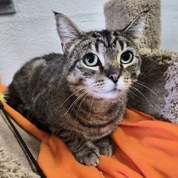 Pigeon - Domestic Short Hair cat available for adoption in Calgary