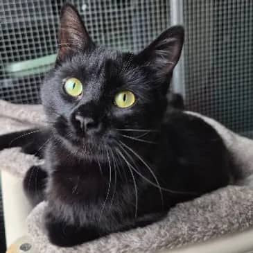 Pretty Penny - Domestic Short Hair cat available for adoption at Bandaged Paws Animal Rescue Association in Grande Prairie