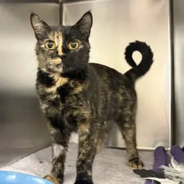 Pumpkin Spice - Domestic Short Hair cat available for adoption at Bandaged Paws Animal Rescue Association in Grande Prairie