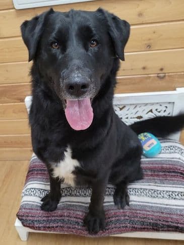 Quaker - Pyrenees Cross available for adoption at Bandaged Paws Animal Rescue Association in Calgary