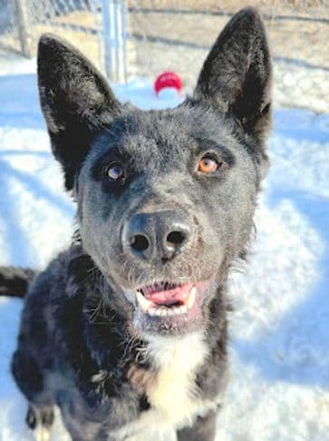 Quinn - Husky Cross available for adoption at Bandaged Paws Animal Rescue Association in Calgary