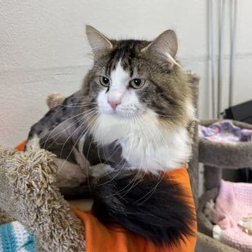 Rambutan - Domestic Long Hair cat available for adoption at Bandaged Paws Animal Rescue Association in Calgary