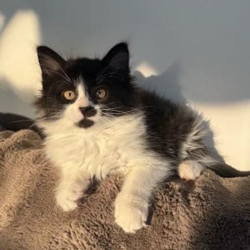 Raven - Domestic Medium Hair available for adoption