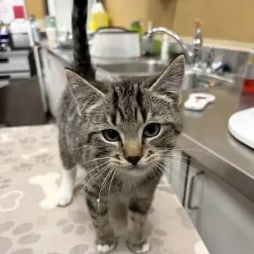 Red Bull - Domestic Short Hair cat available for adoption at Bandaged Paws Animal Rescue Association in Grande Prairie