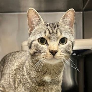 Reg McPhee - Domestic Short Hair cat available for adoption at Bandaged Paws Animal Rescue Association in Calgary