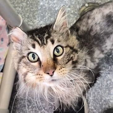 Reinhardt - Domestic Long Hair cat available for adoption in Calgary