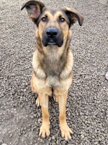 Rick - Shepherd Cross available for adoption at Bandaged Paws Animal Rescue Association in Calgary