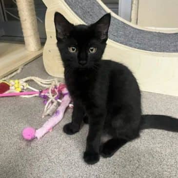 Ripley - Domestic Short Hair available for adoption