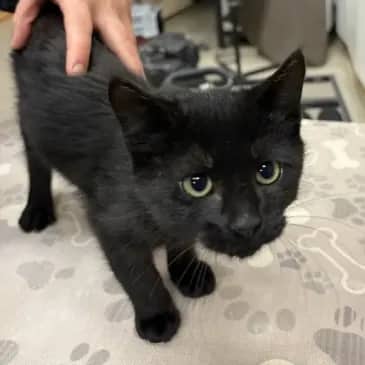 Rockstar - Domestic Short Hair cat available for adoption at Bandaged Paws Animal Rescue Association in Grande Prairie