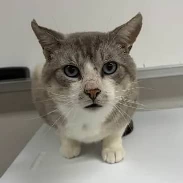 Roland - Domestic Short Hair cat available for adoption in Alberta