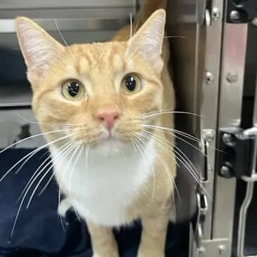 Ronald McDonald - Domestic Short Hair cat available for adoption at Bandaged Paws Animal Rescue Association in Grande Prairie