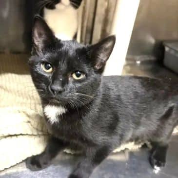 Selena - Domestic Short Hair available for adoption