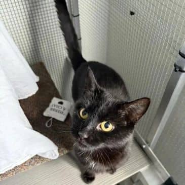 Shantae - Domestic Short Hair available for adoption