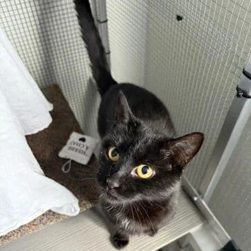 Shantae - Domestic Short Hair cat available for adoption in Calgary