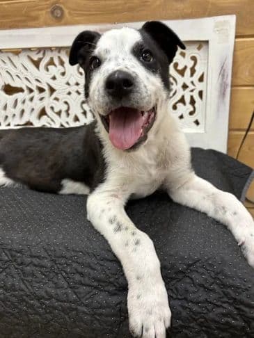 Slinky Dog - Northern Mixed Breed Weight: 5.7 kg/13.7 lbs (still growing) available for adoption
