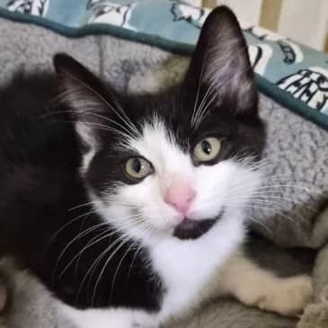 Sniper - Domestic Short Hair cat available for adoption at Bandaged Paws Animal Rescue Association in Grande Prairie
