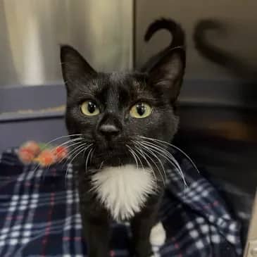 Snowdrop - Domestic Short Hair cat available for adoption at Bandaged Paws Animal Rescue Association in Grande Prairie