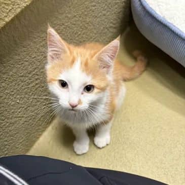 Sokka - Domestic Short Hair cat available for adoption in Alberta