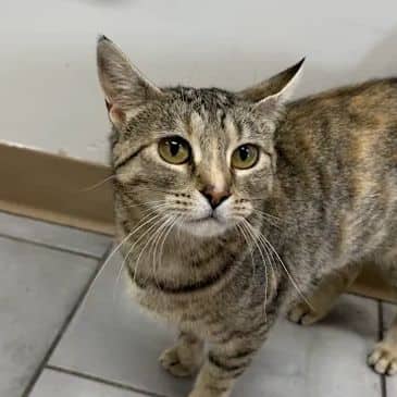 Sophia - Domestic Short Hair available for adoption