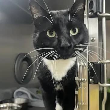 Special Agent Dale Cooper - Domestic Short Hair available for adoption