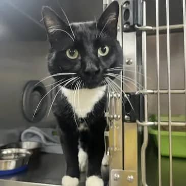 Special Agent Dale Cooper - Domestic Short Hair cat available for adoption at Bandaged Paws Animal Rescue Association in Grande Prairie