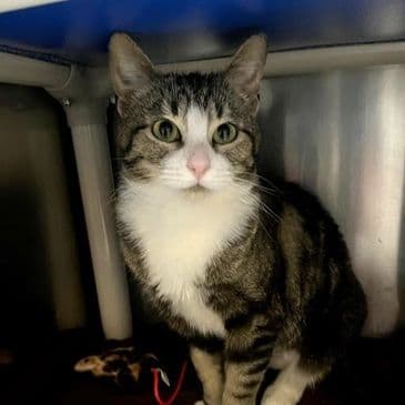 Steph Harper - Domestic Short Hair cat available for adoption at Bandaged Paws Animal Rescue Association in Calgary
