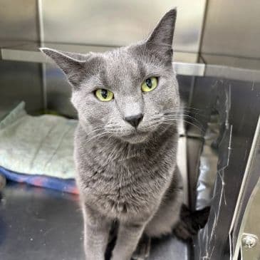 Storm - Domestic Short Hair available for adoption