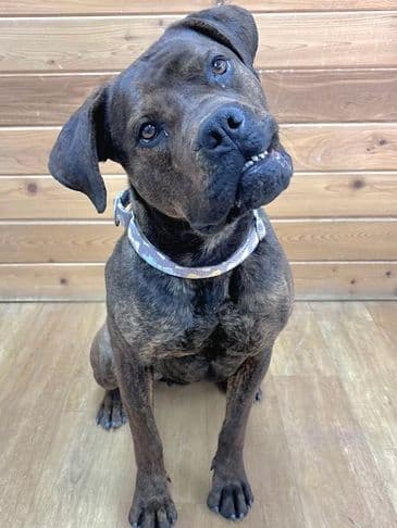 Stormie - Boxer Cross available for adoption at Bandaged Paws Animal Rescue Association in Calgary