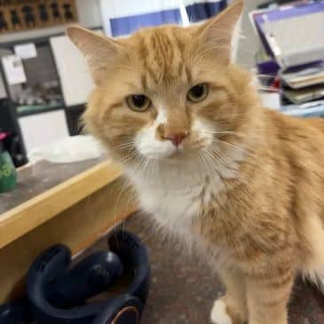Subaru - Domestic Long Hair cat available for adoption at Bandaged Paws Animal Rescue Association in Calgary