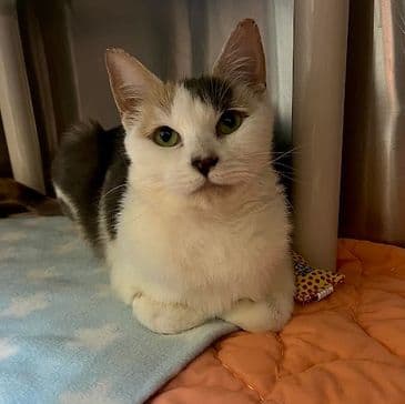 Sugar Bomb - Domestic Short Hair cat available for adoption at Bandaged Paws Animal Rescue Association in Calgary