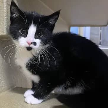 Sunkist - Domestic Short Hair available for adoption