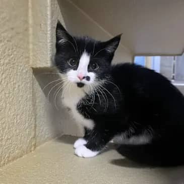 Sunkist - Domestic Short Hair cat available for adoption at Bandaged Paws Animal Rescue Association in Grande Prairie