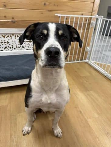 Sweet Cheese - Bully Breed Mix Weight: 27.5 kg/60.5 lbs available for adoption