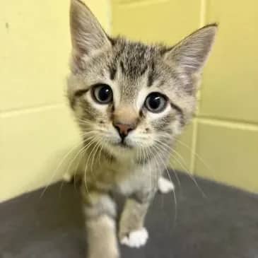 T-Rex - Domestic Short Hair cat available for adoption at Bandaged Paws Animal Rescue Association in Grande Prairie