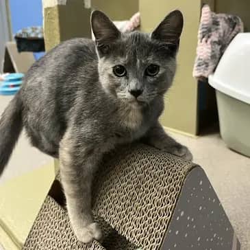 Tabitha - Domestic Short Hair cat available for adoption at Bandaged Paws Animal Rescue Association in Grande Prairie