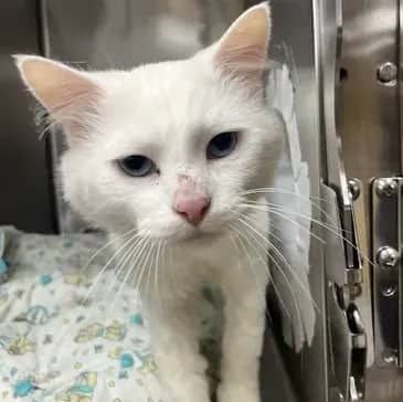 Teef - Domestic Short Hair cat available for adoption at Bandaged Paws Animal Rescue Association in Grande Prairie