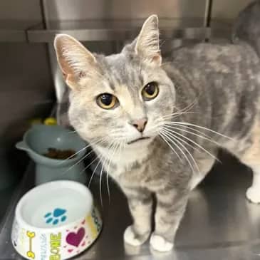 Tortellini - Domestic Short Hair cat available for adoption at Bandaged Paws Animal Rescue Association in Grande Prairie