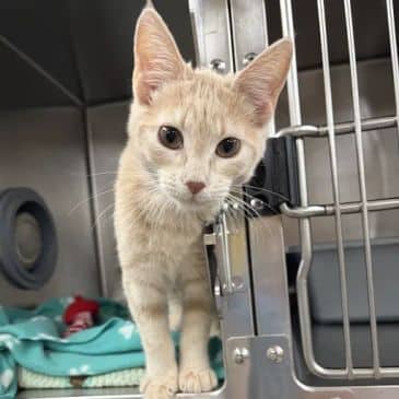 Toyotathon - Domestic Short Hair available for adoption