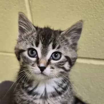 Triceratops - Domestic Short Hair available for adoption