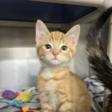 Turkey Leg - Domestic Medium Hair cat available for adoption at Bandaged Paws Animal Rescue Association in Grande Prairie