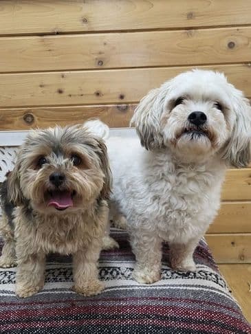 Tweedle Dee & Tweedle Doe - Yorkshire Terrier available for adoption at Bandaged Paws Animal Rescue Association in Calgary