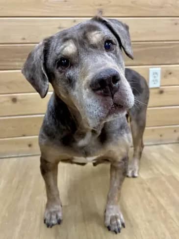 Val - Catahoula Cross available for adoption in Alberta