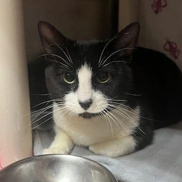 Vault Dweller - Domestic Short Hair cat available for adoption at Bandaged Paws Animal Rescue Association in Calgary