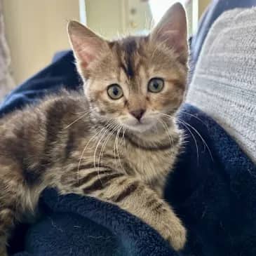 Velociraptor - Domestic Short Hair cat available for adoption at Bandaged Paws Animal Rescue Association in Grande Prairie