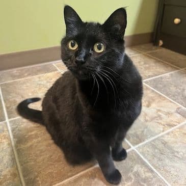 Waddles - Domestic Short Hair cat available for adoption at Bandaged Paws Animal Rescue Association in Calgary