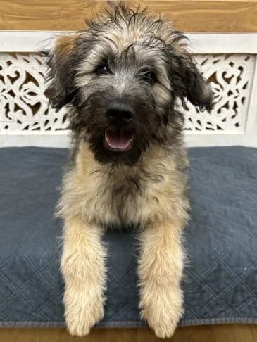 Wall-E - Poodle Cross Weight: 9.0 kg/21.6 lbs (still growing) available for adoption