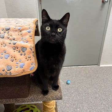Warlock - Domestic Short Hair cat available for adoption at Bandaged Paws Animal Rescue Association in Calgary